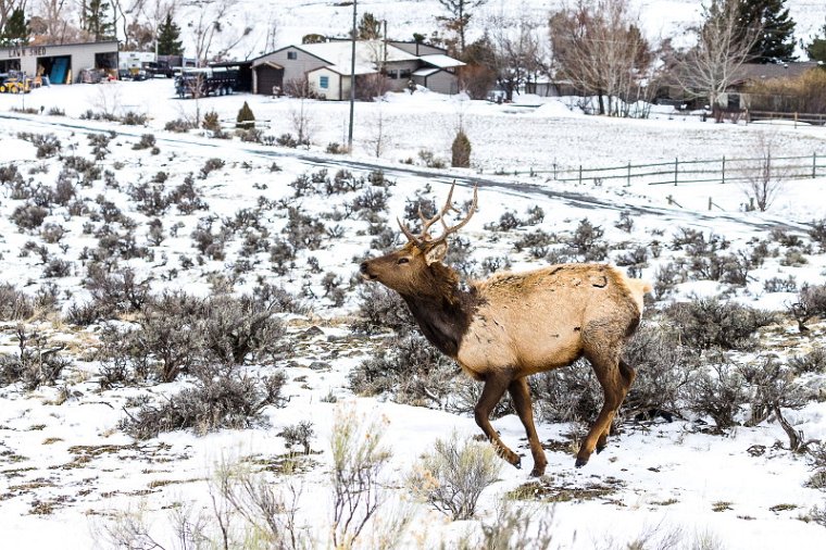 42 Yellowstone NP, wapiti.jpg